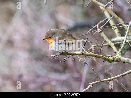 Robin ( erithacus rubecula ) perchée sur une branche dans le parc régional d'Almondell, Lothian occidental, Écosse. Banque D'Images