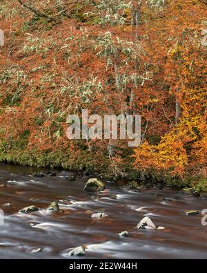 Bouc lichen et hêtres au bord de la rivière Findhorn, près de Randolphes Leap, Logie, Moray, Écosse Banque D'Images