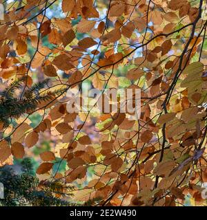 Feuilles de hêtre, Logie, Moray, Écosse Banque D'Images