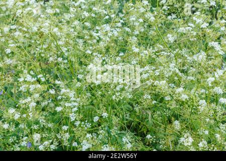 Achillea millefolium ou yarrow commun. Fleurs sauvages dans la prairie. Banque D'Images