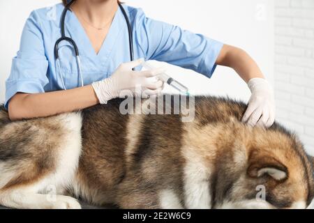 Vétérinaire en costume bleu vaccinant le chien husky sur fond blanc. Concept de traitement pour chiens. Banque D'Images