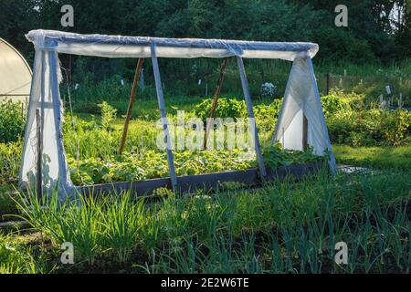 Une petite serre pour concombres dans le jardin. Jardin de légumes le soir au coucher du soleil. Banque D'Images