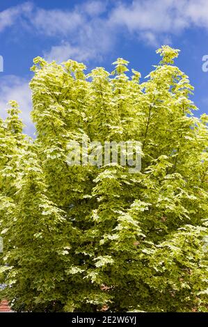 Feuillage variégé attrayant d'Acer platanoides 'Dummondii' croissant dans un Jardin Engliish Banque D'Images