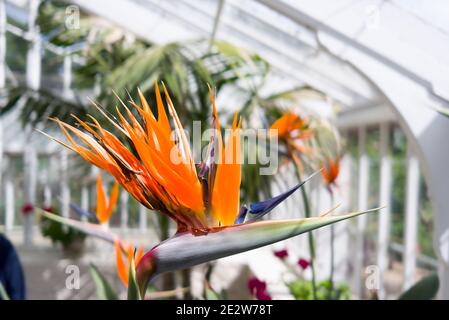 Une fleur exotique d'oiseau de paradis qui grandit dans un grand conservatoire dans un jardin privé sur l'île de Guernesey Royaume-Uni Banque D'Images