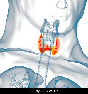 Anatomie de la glande thyroïde pour l'illustration 3D de concept médical Banque D'Images