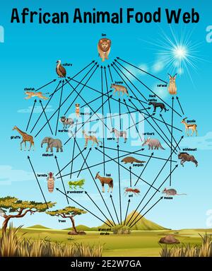 African Animal Food Web pour l'illustration de l'éducation Illustration de Vecteur