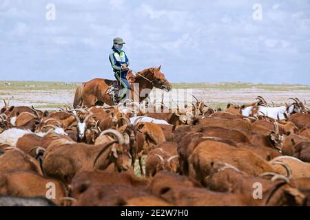 Mongole fille / Mongol herder / goatherd / goatherder sur cheval herding chèvres dans le désert de Gobi, Mongolie méridionale Banque D'Images