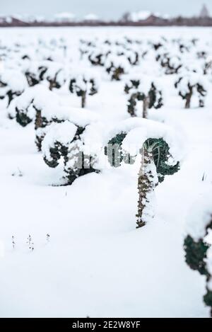 Champ de kale couvert de neige Banque D'Images