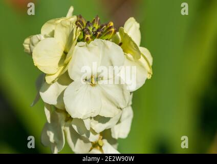 Photo macro d'une tête de fleur de wallflower blanche. Banque D'Images