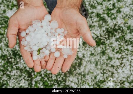 La grêle est importante dans les mains humaines sur fond d'herbe verte. Banque D'Images