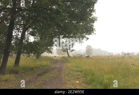 Bois près d'Amsterdam pendant le verrouillage en raison des mesures Covid 19 2020 Banque D'Images