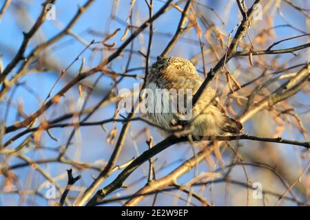 Eurasian Pygmy Owl Banque D'Images