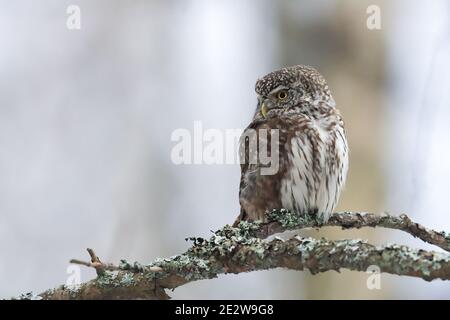 Eurasian Pygmy Owl Banque D'Images