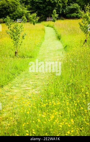 Un chemin d'herbe étroit mène à travers une herbe Prairie autorisée à cultiver des fleurs sauvages au printemps et tôt L'été dans un jardin anglais à Rosemoor North Devon Royaume-Uni Banque D'Images