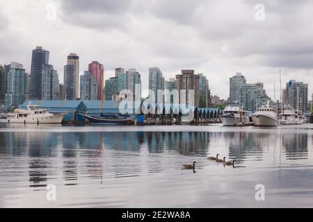 Vue depuis la digue du parc Stanley, sur les bateaux, la marina et le centre-ville de Vancouver, les bernaches du Canada pagayant au premier plan. Banque D'Images