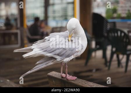 Un mouette de l'Ouest (Larus occidentalis) se nettoie et fait des plumes sur l'île Granville, à Vancouver, en Colombie-Britannique, au Canada Banque D'Images