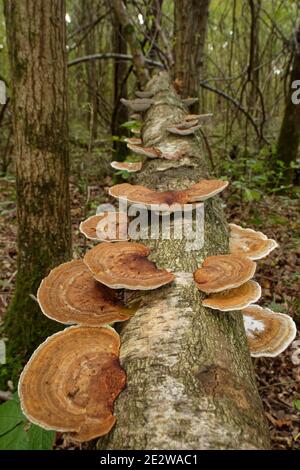 Champignons de la tranche de rougissement (Daedaleopsis confragosa) poussant sur un tronc de bouleau argenté (Betula pendula) tombé dans des bois à feuilles caduques, Gloucestershire, Royaume-Uni Banque D'Images