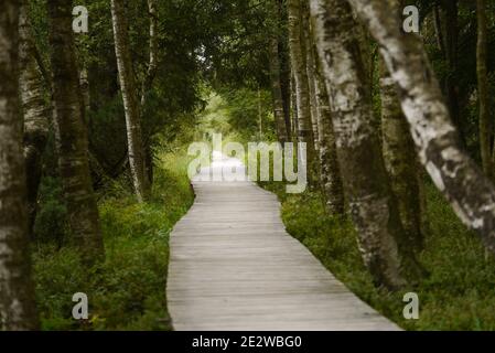 Passerelle en bois menant à travers une tourbière boisée dans la Forêt-Noire, en Allemagne Banque D'Images