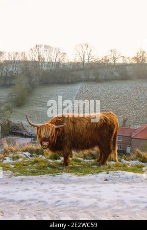 Une vache des hautes terres qui broutage dans la neige au-dessus de Thixendale dans le North Yorkshire. Banque D'Images