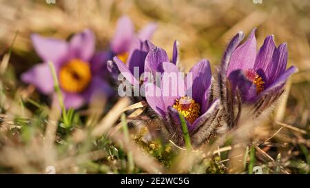 Le soleil brille sur les fleurs de grand pasque pourpres - Pulsatilla grandis - croissant dans l'herbe sèche, gros plan Banque D'Images