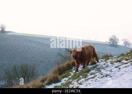 Une vache des hautes terres qui broutage dans la neige au-dessus de Thixendale dans le North Yorkshire. Banque D'Images