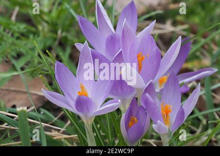 Une belle fleur de crocus sauvage au printemps , macro photo , belle photo Banque D'Images