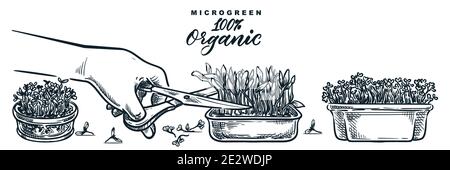 La main humaine coupe les germes de microgreen dans des récipients. Illustration vectorielle d'esquisse dessinée à la main isolée sur fond blanc. Nourriture biologique naturelle croissante con Illustration de Vecteur