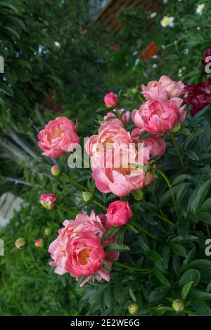 Pivoine herbacée charme de corail dans le jardin de fleurs Banque D'Images