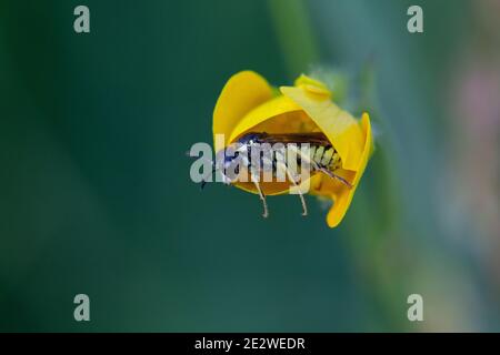 Guêpe Digger (Argogorytes mystaceus) adulte dans une belle fleur jaune (Gobelet à beurre rampant - Ranunculus repens) sur fond vert Banque D'Images