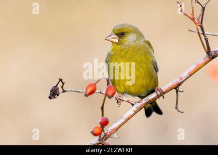 Verdfinch européen (chloris chloris) sur une branche de forêt avec des baies rouges sur un non focalisé arrière-plan Banque D'Images