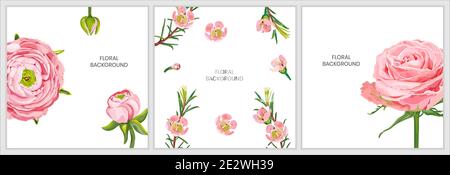 Fond floral rose, fleurs ranunculus, chamelaucium isolé sur fond blanc. Illustration de Vecteur