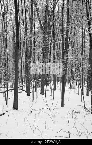 Le paysage d'hiver d'Ada Park à Grand Rapids, Michigan Banque D'Images