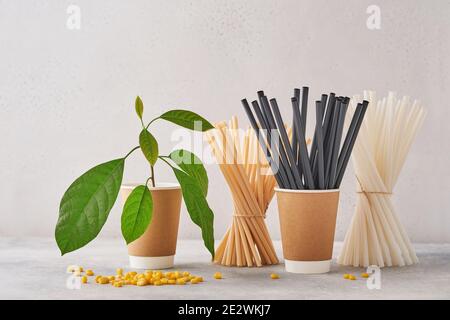 Tubes à boire en papier et fécule de maïs, matériau biodégradable et verres en papier écologique avec feuilles de sprout vertes sur fond gris. Aucun gaspillage et Banque D'Images