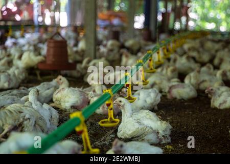 Ferme avicole à Chandpur, Bangladesh Banque D'Images