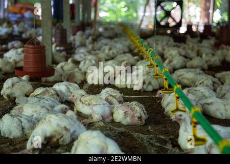 Ferme avicole à Chandpur, Bangladesh Banque D'Images