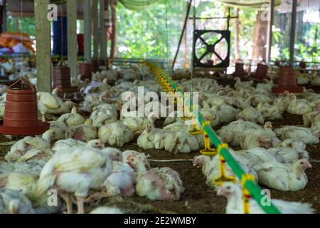 Ferme avicole à Chandpur, Bangladesh Banque D'Images