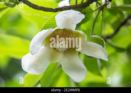 Gros plan de fleur de pomme d'éléphant (Dillenia indica), Chandpur, Bangladesh Banque D'Images