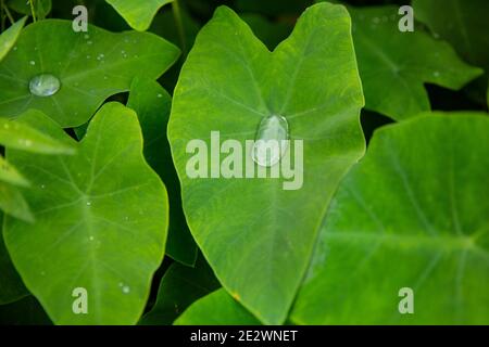 Chute de pluie sur les plantes de Taro ou l'épi d'éléphant. Banque D'Images