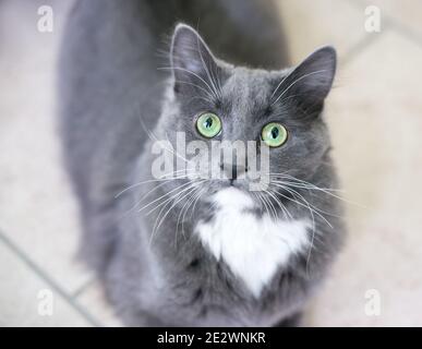 Un chat à poils moyens gris et blanc avec du vert yeux regardant la caméra Banque D'Images