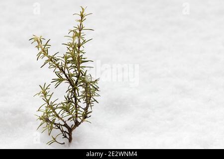 vue horizontale au premier plan d'une branche de romarin la neige Banque D'Images