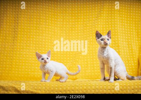 Deux drôles de jeunes White Devon Rex Kittens Kittys Cats. Chat à poil court de race anglaise sur fond de Plaid jaune. Shorthair PET Cat Banque D'Images