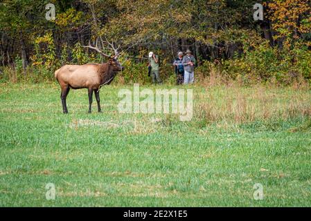 Les gens qui longent un sentier boisé près du centre d'accueil d'Oconaluftee dans le parc national des Great Smoky Mountains observent et photographient des wapitis sauvages. (ÉTATS-UNIS) Banque D'Images