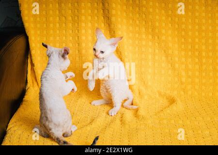 Deux petits chats amusants à motif petit Devon blanc Rex Kittens Kitty Jouez ensemble sur fond jaune Plaid. Chat à poil court de race anglaise. Animal de compagnie Shorthair Banque D'Images