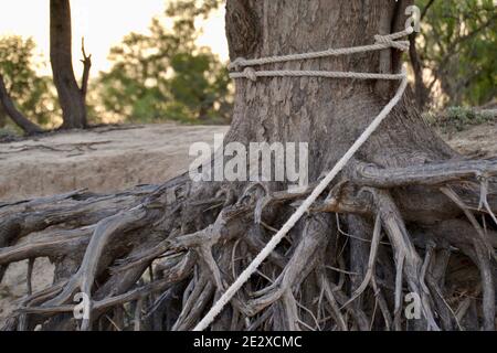 Vieux arbre de gomme rouge de rivière sur la rive du Murray River avec des racines exposées et une corde attachée et attaché à un bateau invisible Banque D'Images