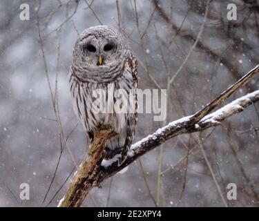 Un hibou barré est assis sur une perche en bois tandis qu'une neige légère commence à tomber. latin Strix varia Banque D'Images
