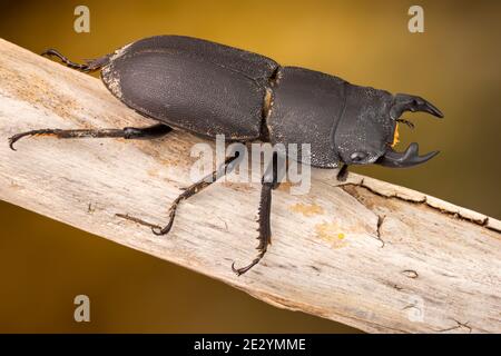 Stag beetle moindre Banque D'Images