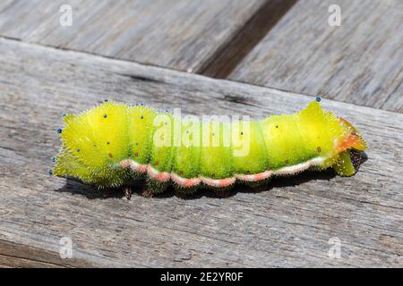Grande chenille Emperor Moth rampant Banque D'Images