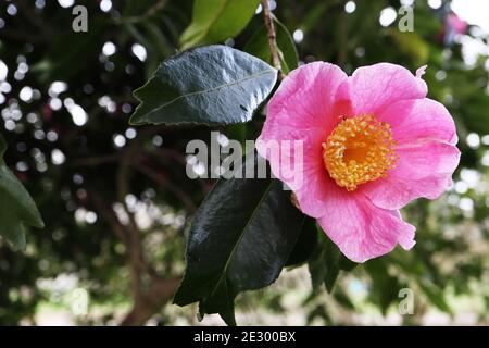 Camellia japonica ‘Kingyo-tsubaki’ Camellia Kingyo Tsubaki Fishtail Camellia – rose en forme de tasse fleur simple avec nervures rose foncé, janvier, Angleterre, Banque D'Images