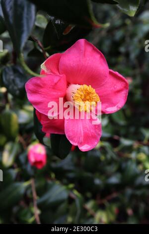 Camellia sasanqua ‘Kanjiro’ Sasanqua Kanjiro – cerise fleur en forme de coupe avec une bande horizontale rose clair, janvier, Angleterre, Royaume-Uni Banque D'Images