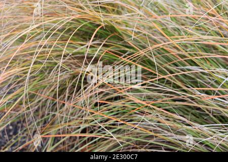 Carex testacea ‘Prairie Fire’ New Zealand Hair Sedge Prairie Fire herbe ornementale avec feuilles vertes, marron clair et orange, janvier, Angleterre, Royaume-Uni Banque D'Images